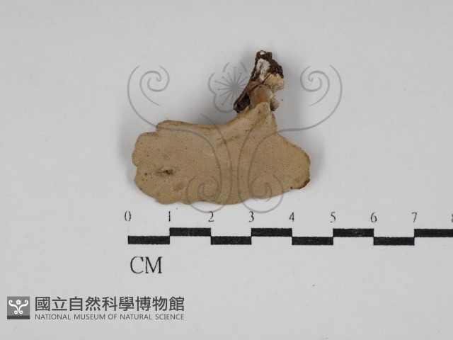 多孔菌屬藏品圖，第1張