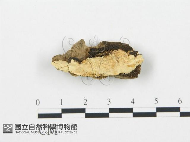 登錄號:F0006712藏品圖，第1張