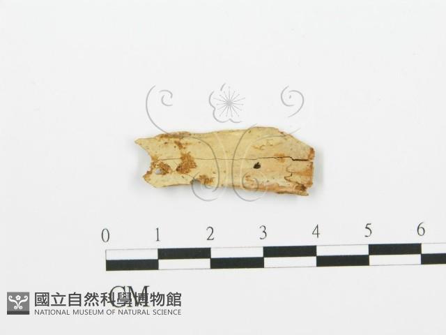 登錄號:F0016712藏品圖，第1張