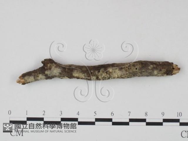 剛毛絲皮菌藏品圖，第1張