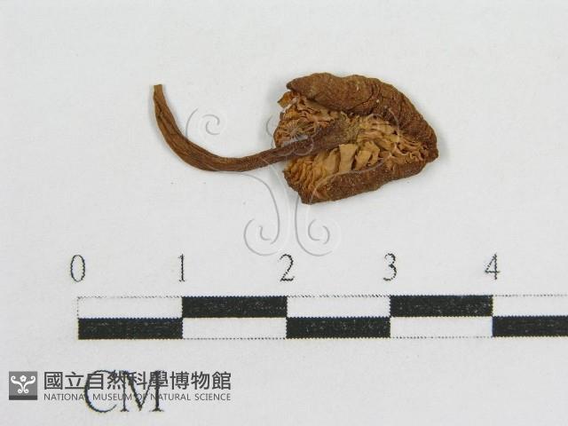 粉褶菌屬藏品圖，第1張