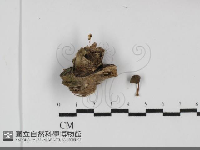 小菇屬藏品圖，第1張