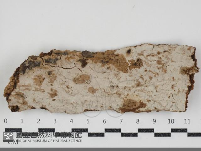 登錄號:F0034712藏品圖，第1張