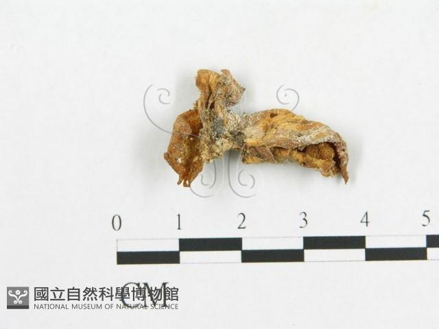 多孔菌屬藏品圖，第1張