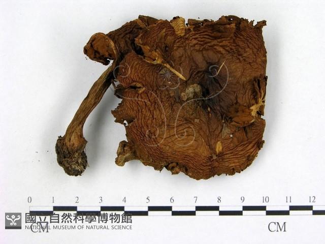 登錄號:F0012712藏品圖，第1張