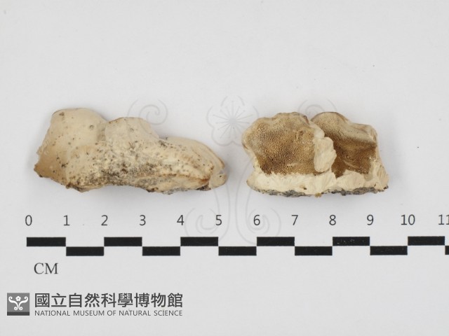 登錄號:F0032712藏品圖，第1張