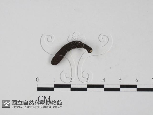 登錄號:F0007712藏品圖，第1張