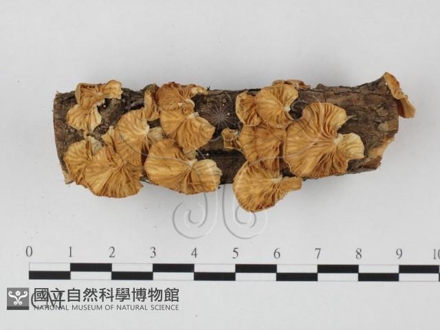 登錄號:F0025712藏品圖，第1張