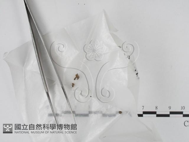 登錄號:F0005712藏品圖，第1張