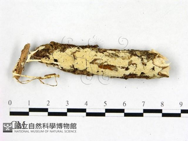 登錄號:F0015712藏品圖，第1張