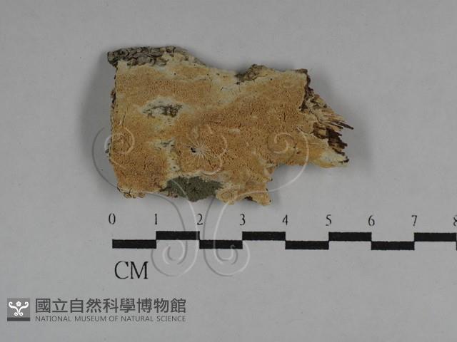 登錄號:F0029712藏品圖，第1張