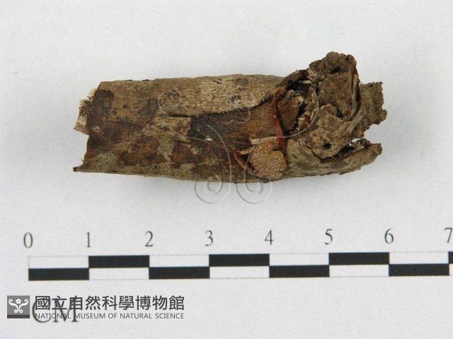 登錄號:F0009712藏品圖，第1張