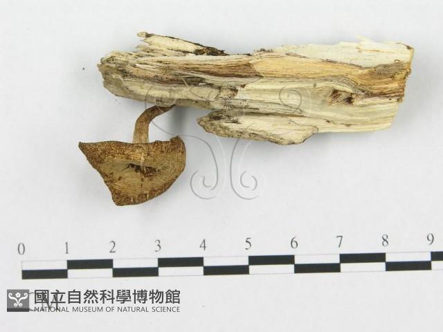 登錄號:F0019712藏品圖，第1張