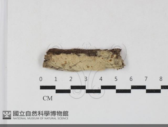 絲齒菌屬藏品圖，第1張