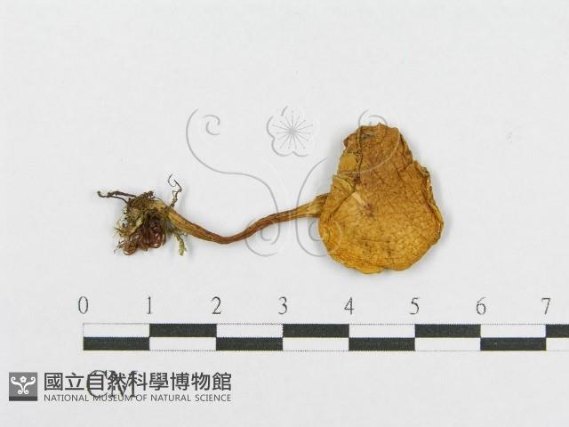 登錄號:F0008512藏品圖，第1張