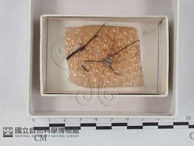 登錄號:F0018512藏品圖，第1張