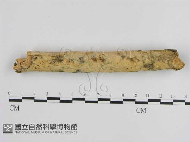 登錄號:F0010512藏品圖，第1張