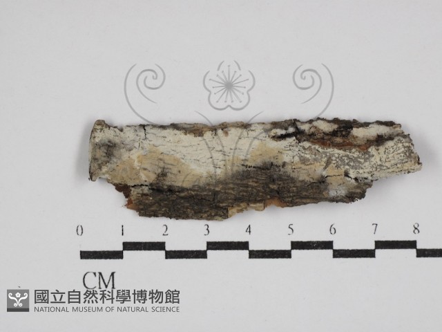 剛毛絲皮菌藏品圖，第1張