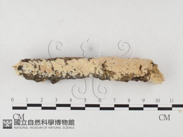 登錄號:F0026512藏品圖，第1張