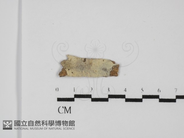 剛毛絲皮菌藏品圖，第1張