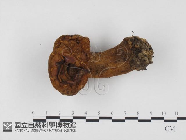 登錄號:F0024512藏品圖，第1張