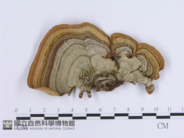 登錄號:F0004512藏品圖，第1張