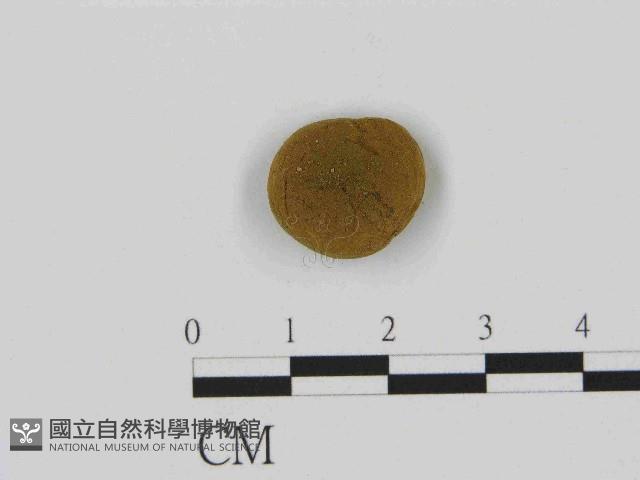 登錄號:F0014512藏品圖，第1張