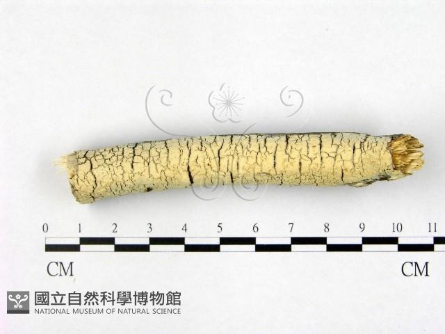 登錄號:F0022512藏品圖，第1張