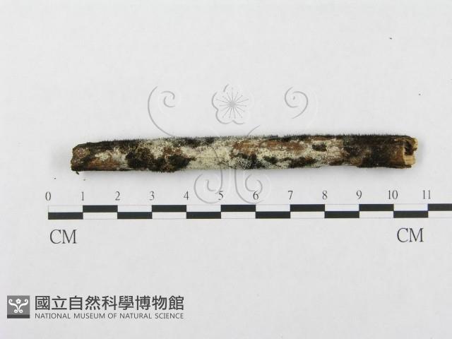 登錄號:F0002512藏品圖，第1張
