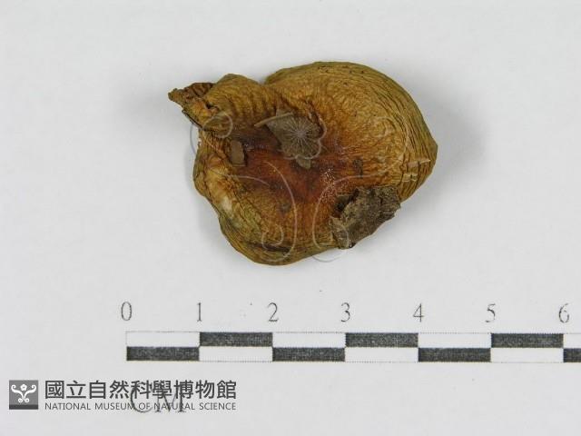 登錄號:F0012512藏品圖，第1張