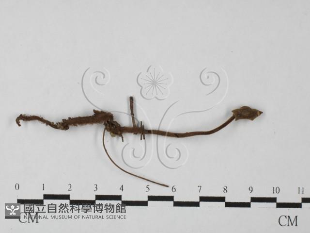 登錄號:F0027512藏品圖，第1張