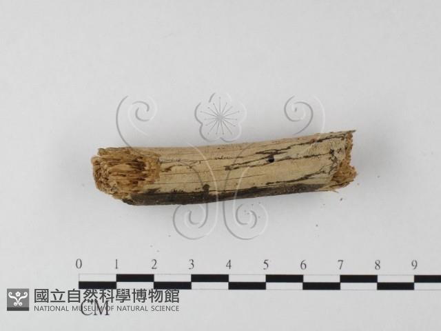 登錄號:F0025512藏品圖，第1張