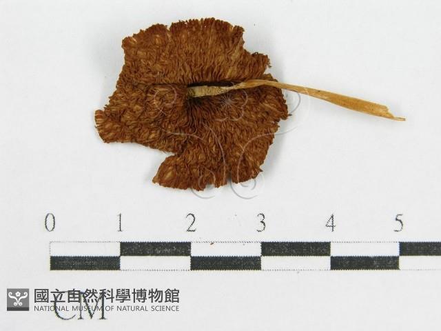登錄號:F0005512藏品圖，第1張