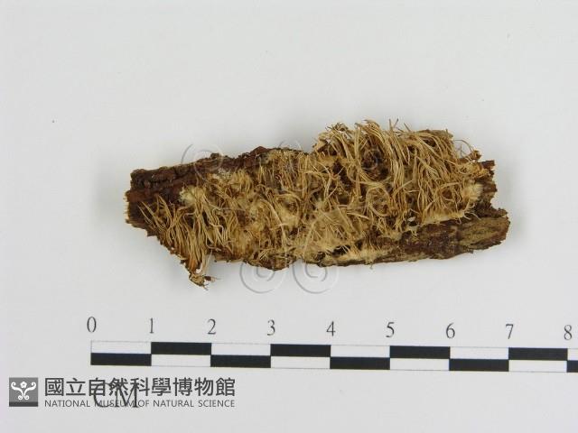 登錄號:F0015512藏品圖，第1張