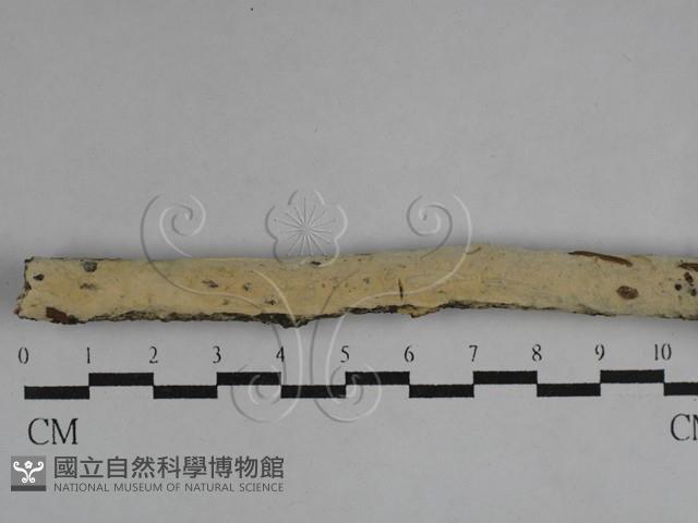絲齒菌屬藏品圖，第1張