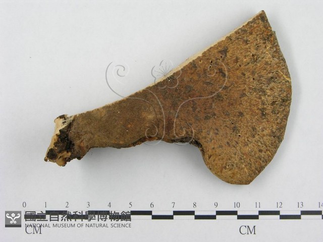 寬鱗多孔菌藏品圖，第1張