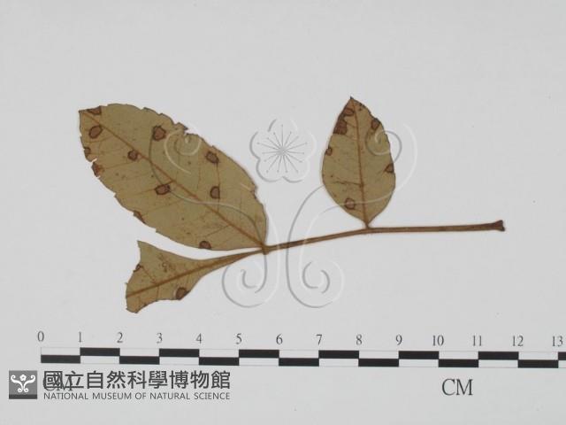 登錄號:F0019512藏品圖，第1張