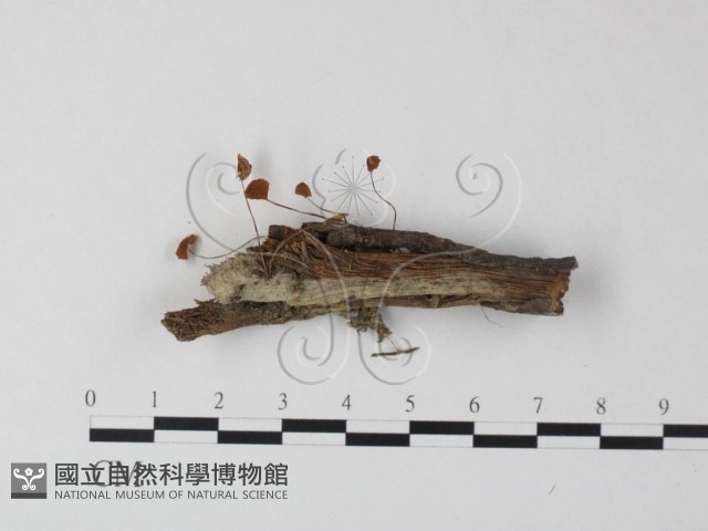 登錄號:F0023512藏品圖，第1張