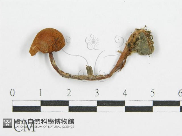 登錄號:F0003512藏品圖，第1張