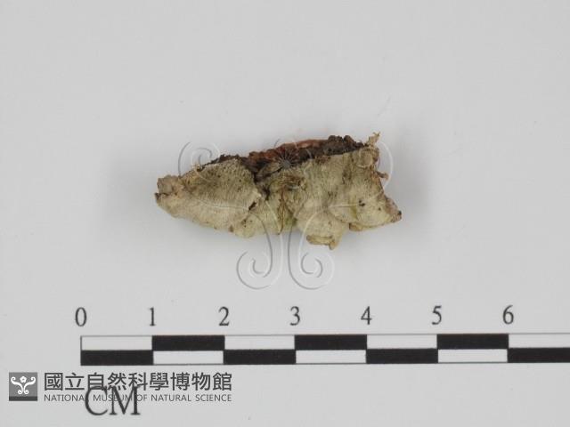 附毛菌屬藏品圖，第1張