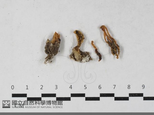 登錄號:F0033512藏品圖，第1張