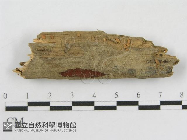 登錄號:F0010112藏品圖，第1張