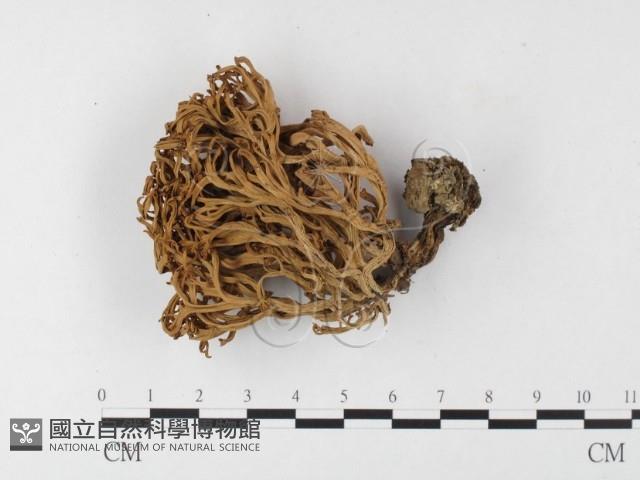 登錄號:F0026112藏品圖，第1張