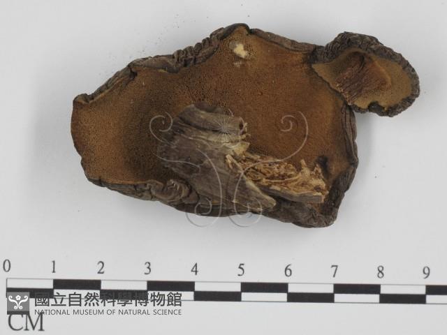 登錄號:F0016112藏品圖，第1張