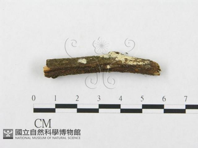 登錄號:F0001112藏品圖，第1張