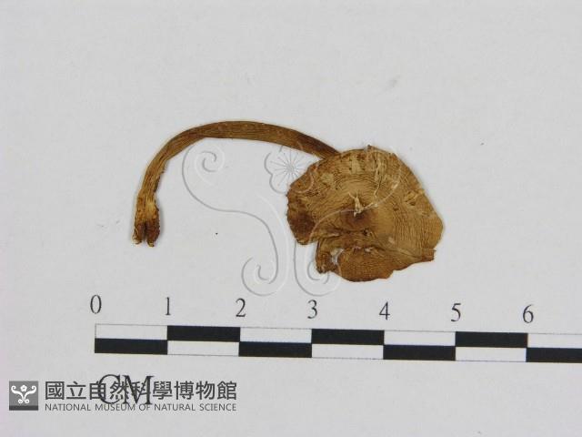 小菇屬藏品圖，第1張