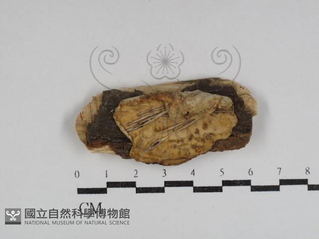 韌革菌屬藏品圖，第1張