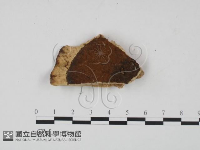 登錄號:F0014112藏品圖，第1張