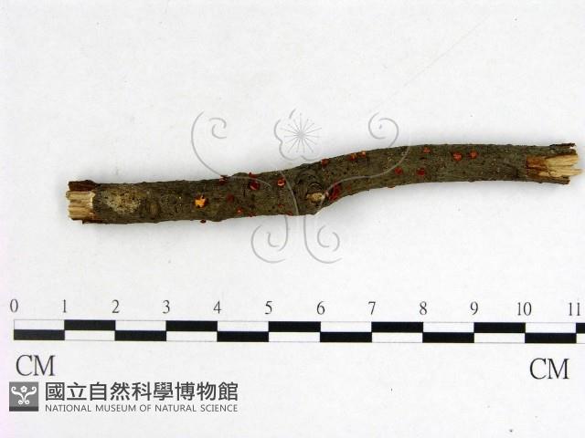 登錄號:F0002112藏品圖，第1張