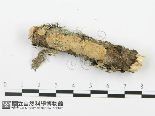 射脈菌屬藏品圖，第1張